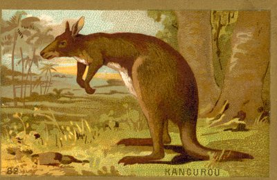 Canguro de French School